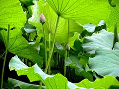 -陈家山荷花公园