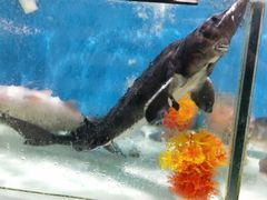 -华润苏果超市(庐江文昌中路购物广场店)