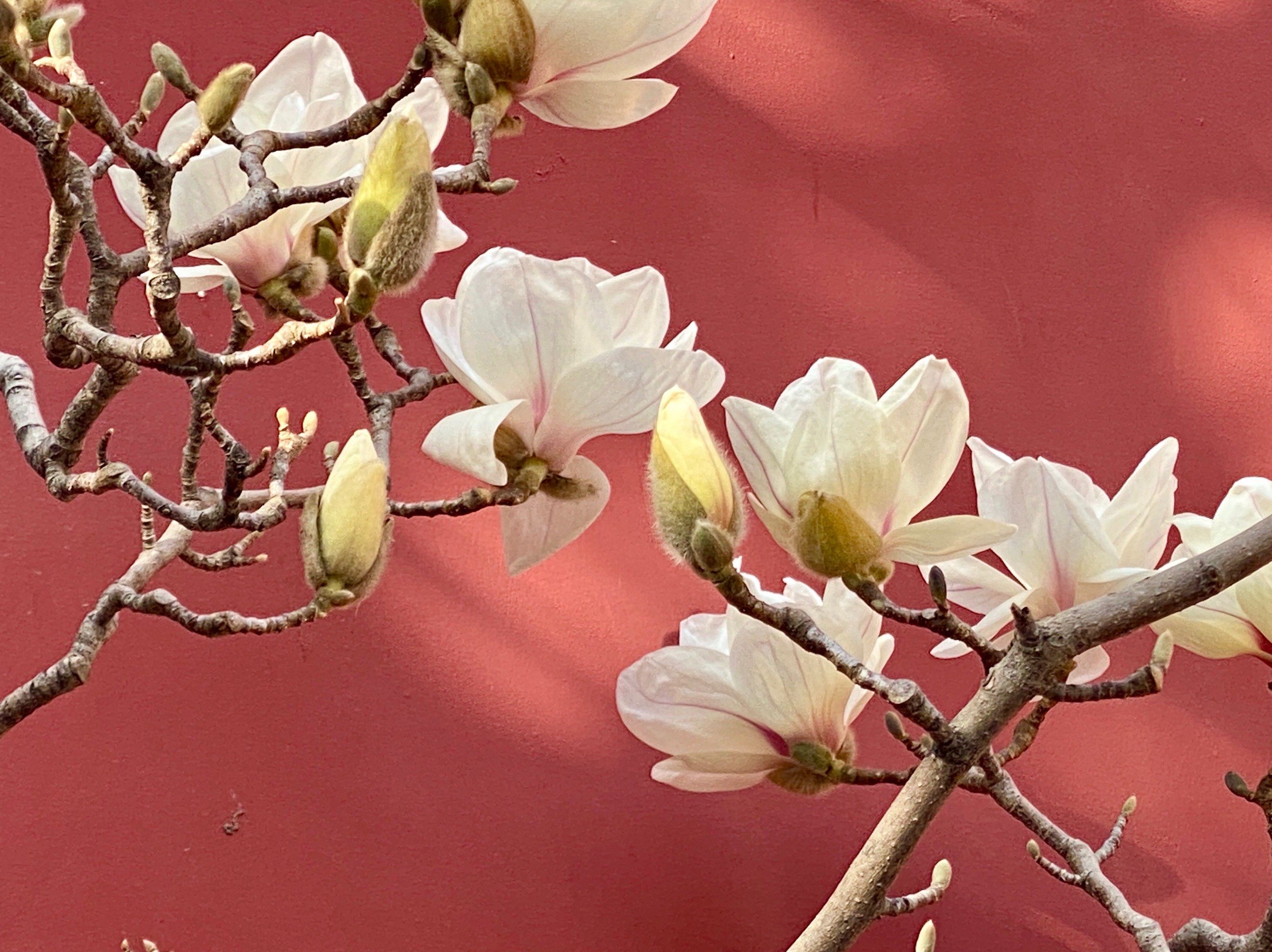 地坛公园玉兰花开的就是美
