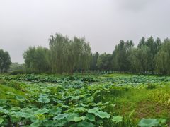 -东郊湿地公园