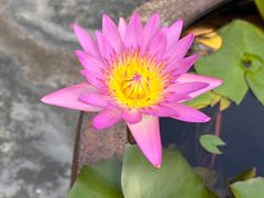 -老财炒饭·熟地蟹·冬瓜蟹