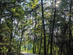 -铁山坪森林公园