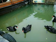 -林记开心动物奶油生日蛋糕(江南春晓店)