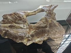 -诸城市恐龙博物馆