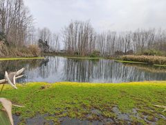 -桤木河湿地公园