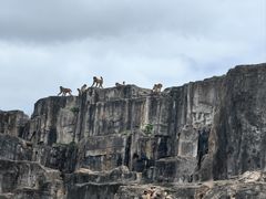 -海南热带野生动植物园