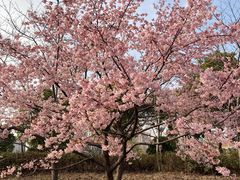 -顾村公园