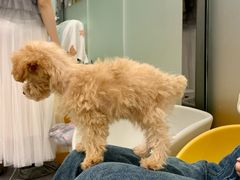 -有喵·猫咖·狗咖·40+猫狗有小奶狗(岗厦店)