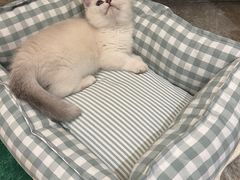 -老吴的猫·猫舍(新区店)