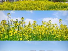 -西山漾湿地公园