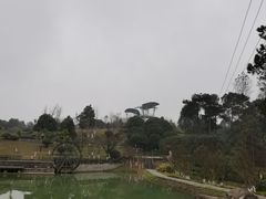 -铁山坪森林公园