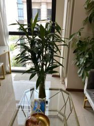 -演员的秘密·皮肤管理