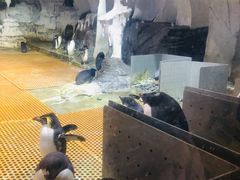 -海合安武汉极地海洋公园