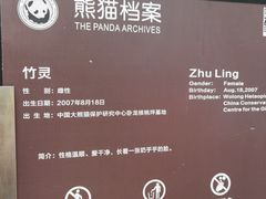 -都江堰中华大熊猫苑