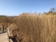 -野鸭湖国家湿地公园