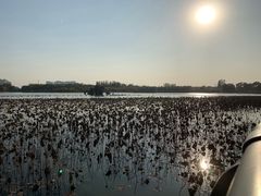 -大兴滨河森林公园