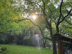 -上海共青森林公园