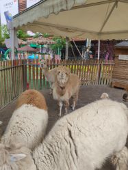 -萌宠亲子动物乐园(槐房万达店)