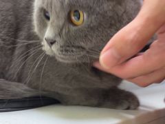 -瑞鹏宠物医院·骨科·猫科·内科(第一中心)