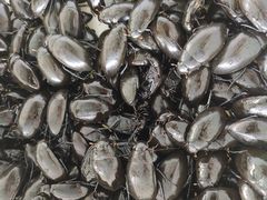 -南沙十九涌渔人码头-南门