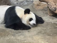 -海南热带野生动植物园