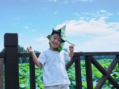 -荷塘月色湿地公园·向阳花洲