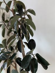 -HEYAN长风荷妍专业脱毛美肤
