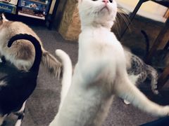 -猫色咖啡·猫咖