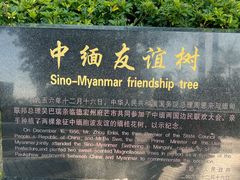 -中缅友谊树