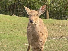 -常州淹城野生动物世界