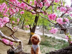 -元大都城垣遗址公园