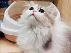 -momokira米努特·德文卷毛猫·棉花面纱犬