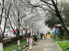 -武汉大学-樱园