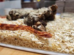 -酷以爬仙阁实体爬宠店·守宫·蜥蜴·专业繁育