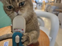 -藏猫猫咖啡主题馆(中央大道店)