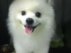-安安宠医宠物医院·异宠·犬猫内科(岳阳分院)