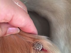 -瑞派福兴宠物医院犬猫全科·骨科·中西医结合(河东店)