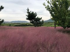 -羊亭河湿地公园