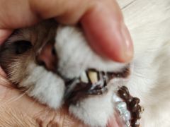 -御宝贝·A梦猫科宠物医院(国际猫友好医院)