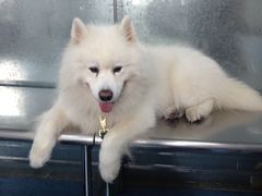 -北京赛佳动物医院