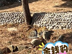 -西霞口神雕山野生动物世界