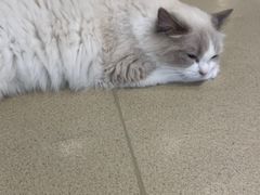 -藏猫猫咖啡主题馆(中央大道店)