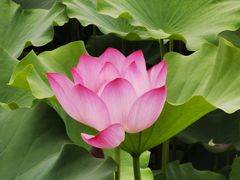 -莲花池公园