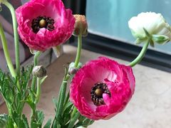 -双季花艺园艺市场(浦东店)