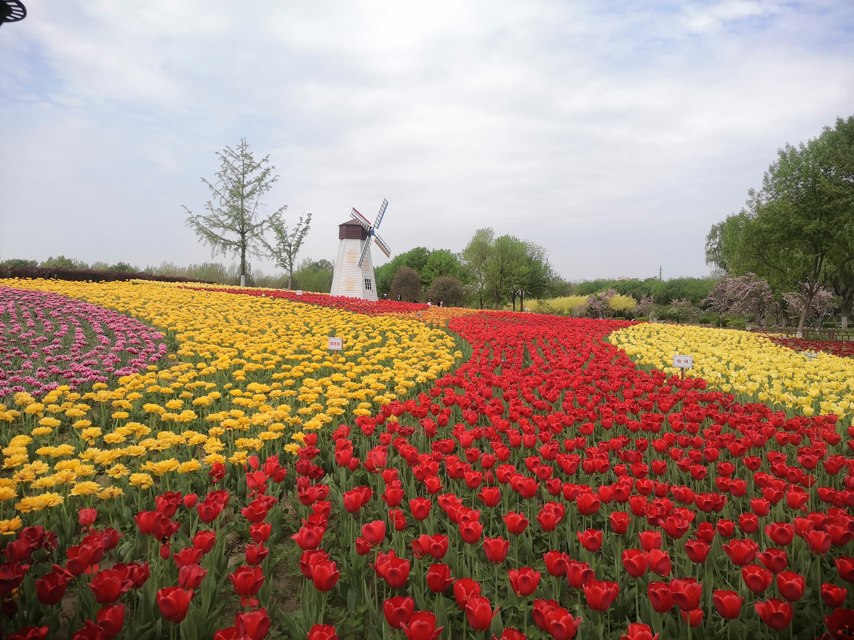 长阳公园郁金香花展图片