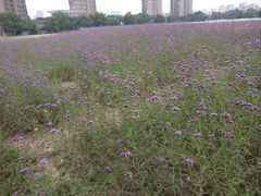 -杭州城北体育公园