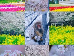 -苏州上方山国家森林公园