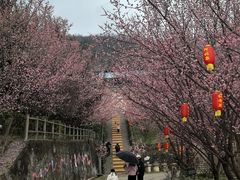 -盛世牡丹苑生态文化旅游区