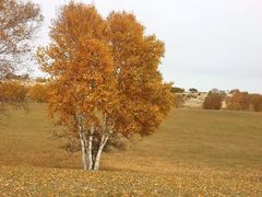 -塞罕坝国家级自然保护区