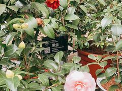 -昆明植物园